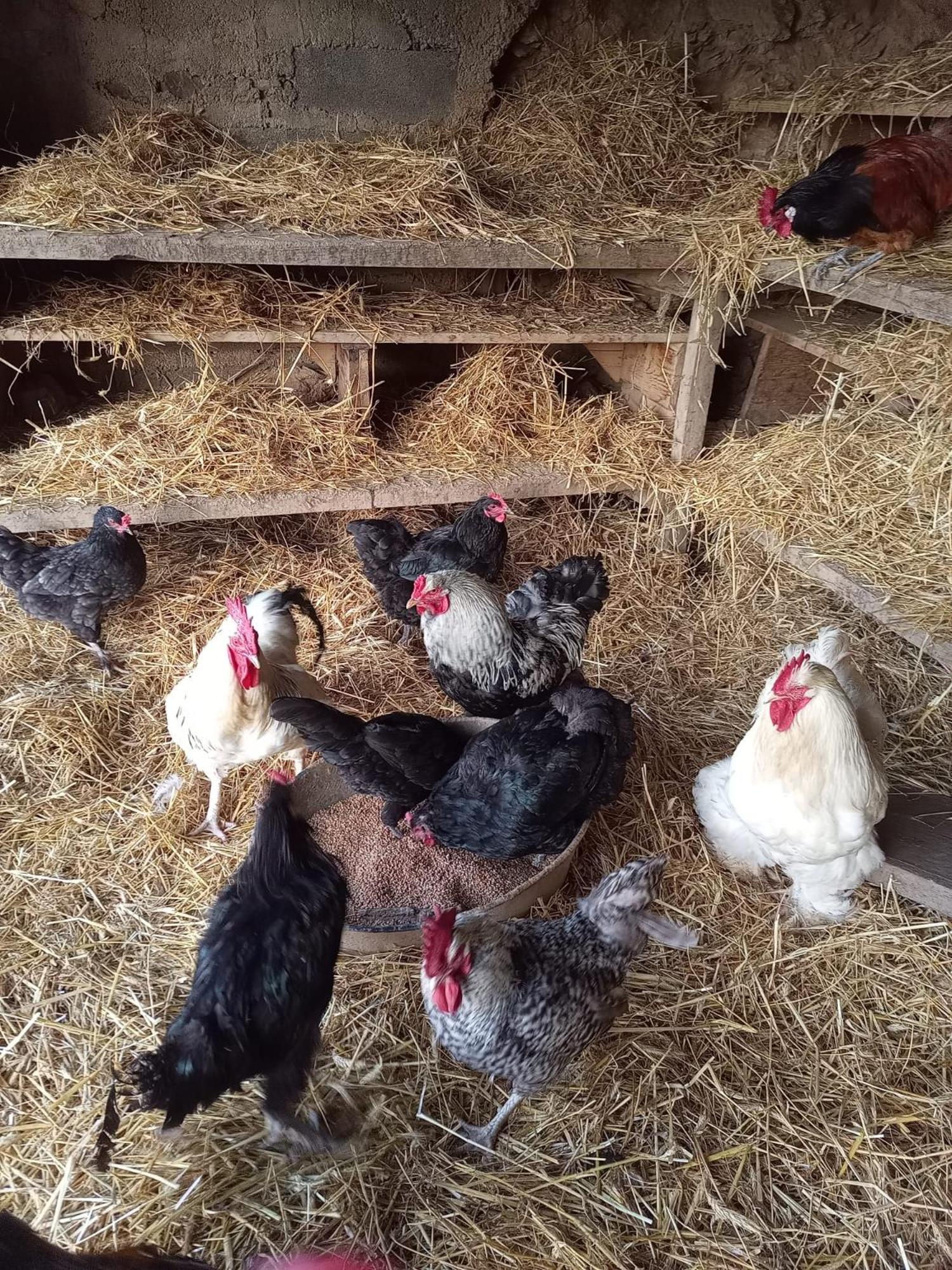 La Ferme Des Cevennes Hotell Florac Eksteriør bilde