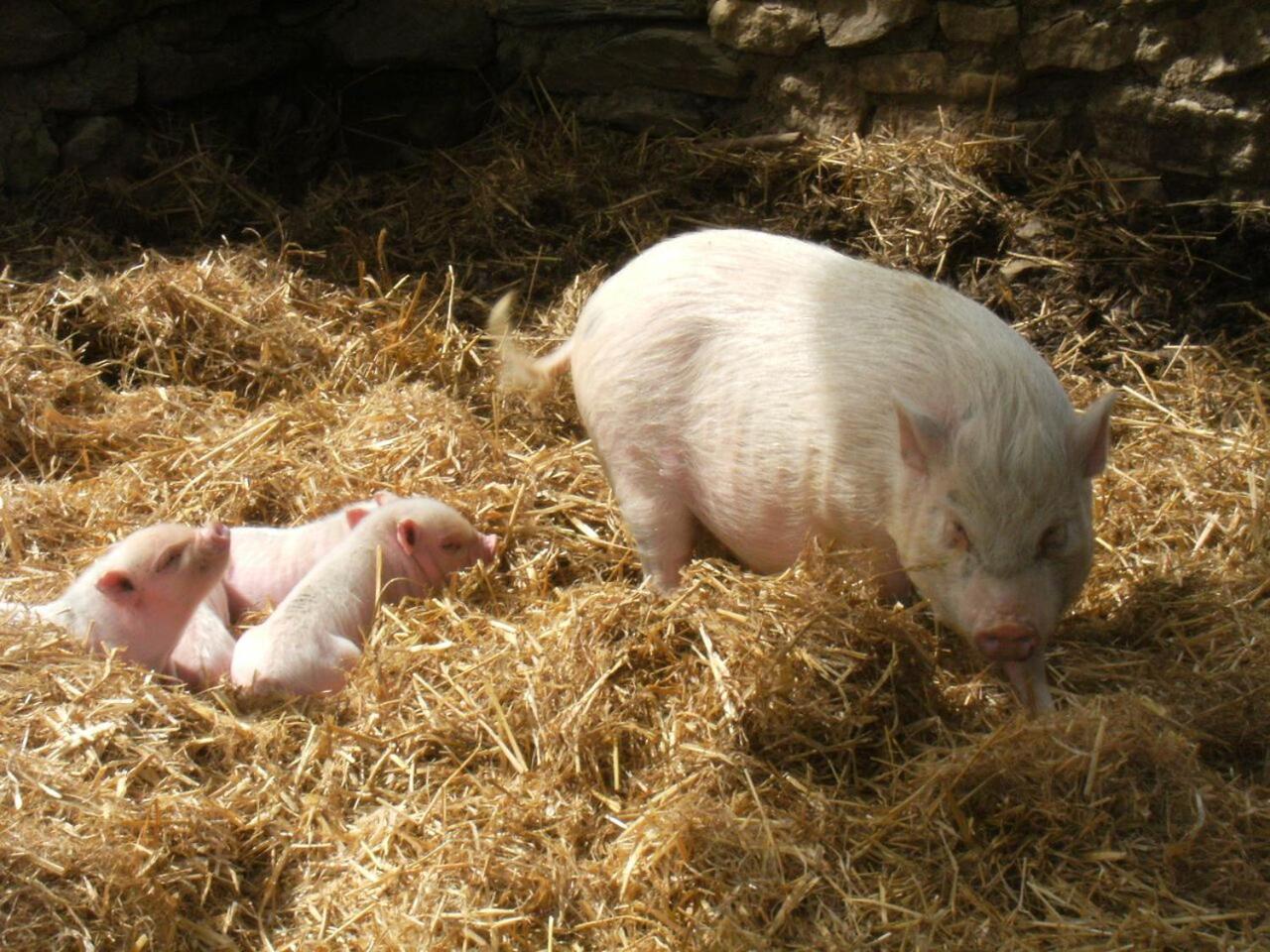 La Ferme Des Cevennes Hotell Florac Eksteriør bilde